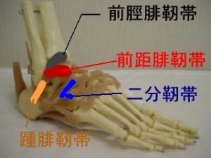 足関節外側靭帯